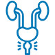 prostate